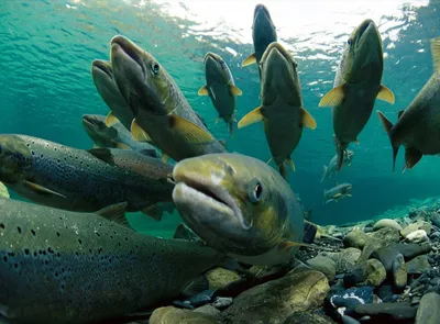 Отряд Лососеобразные (Salmoniformes). Характеристика Т. С. Расс [1971 - -  Жизнь животных. Том 4. Часть 1. Рыбы]