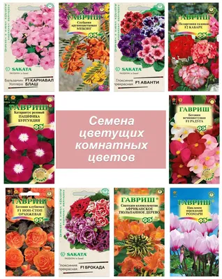 Семена комнатных цветов Цикламен \"Крупноцветковый\", 5 шт. купить, отзывы,  фото, доставка - СПКубани | Совместные покупки Краснодар, Анапа, Новороссийс