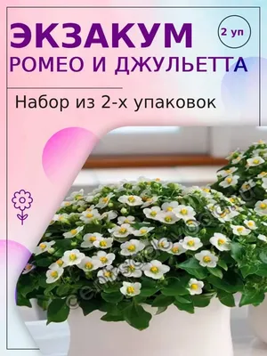 Эустомы ПОИСК Агрохолдинг HomeFlower - купить по выгодным ценам в  интернет-магазине OZON (1098657619)