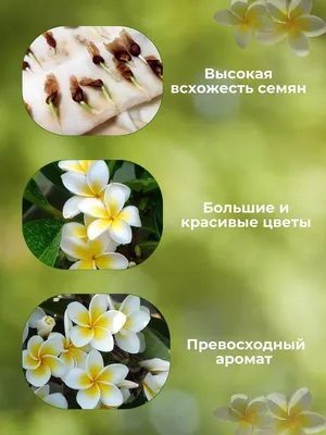 Декоративные разные ПОИСК Агрохолдинг HomeFlower - купить по выгодным ценам  в интернет-магазине OZON (1096515806)