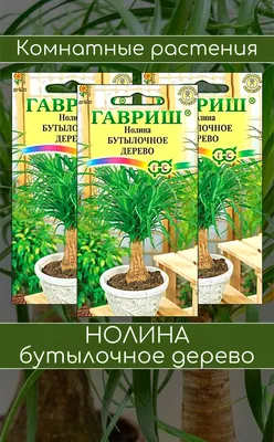 Семена комнатных цветов Нолина «Бутылочное дерево», 3 шт. - OrchidSale