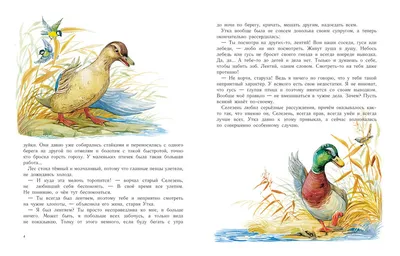 Раскраски Серая Шейка распечатать бесплатно в формате А4 (5 картинок) |  RaskraskA4.ru