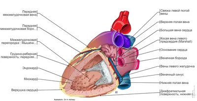 Сердце : нормальная анатомия | e-Anatomy