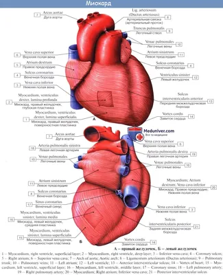 Анатомия сердца | Пикабу