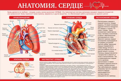 строение сердца | Анатомия сердца, Уроки геометрии, Уроки биологии