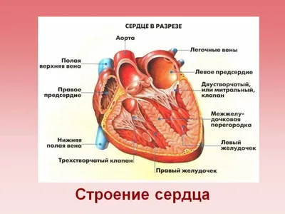 Сердце : нормальная анатомия | e-Anatomy