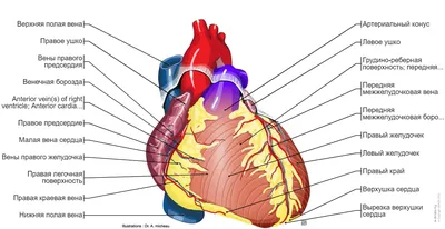 Сердце : нормальная анатомия | e-Anatomy