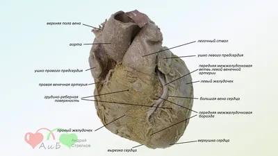 Медицинский плакат \"Сердце человека, анатомия и физиология\" - 1002264 -  VR6334L - ZVR6334L - Herz-Kreislauf-System - 3B Scientific