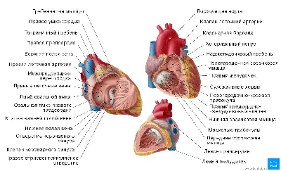 Сердце - Kenhub