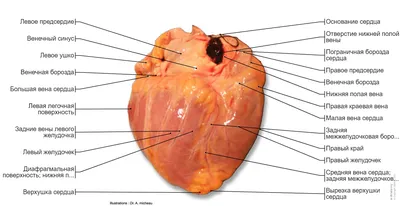 Сердце : нормальная анатомия | e-Anatomy