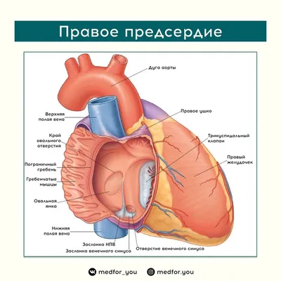 Рисунок, чертёж, анатомия, карандашом…» — создано в Шедевруме