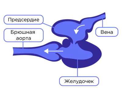 Есть ли у рыбы сердце? - Детский Портал Знаний