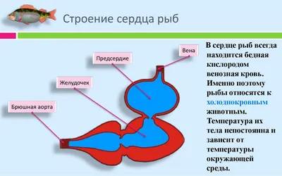 Установлено, как сердце рыб продолжает биться даже в самых холодных  глубинах океана