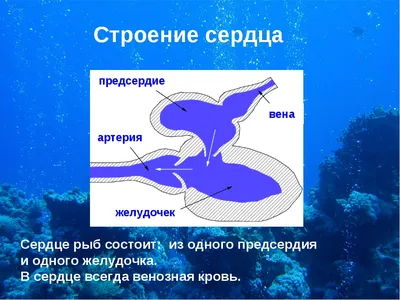 Тропические Гуппи Рыбы Сердце Формы Пузыри Любят Белый Фон — стоковые  фотографии и другие картинки Без людей - iStock