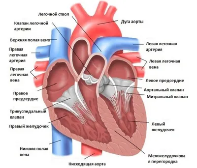 Болезни сердца у собак, как выявить ранние симптомы и методы лечения