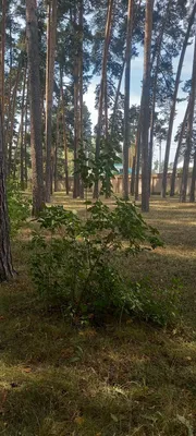 Фотографии из санатория Серебряный бор в городе Пенза | мой мир | Дзен