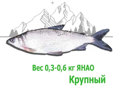 ❗️рыба в наличии только в Электростали, в Ногинске будет завтра, 3.12❗️ Ура  🙌 Дождались🥳 К нам приехала Северная рыба 🐟 ✓ Филе муксуна на… |  Instagram