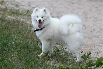 ТОП 10 белоснежных пород собак. 1 часть. | 🐾DOG WORLD🐾 | Дзен