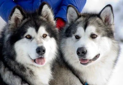 Западносибирская лайка (West Siberian Laika) - это очень активная и  энергичная порода собак. Фото, описание и отзывы.