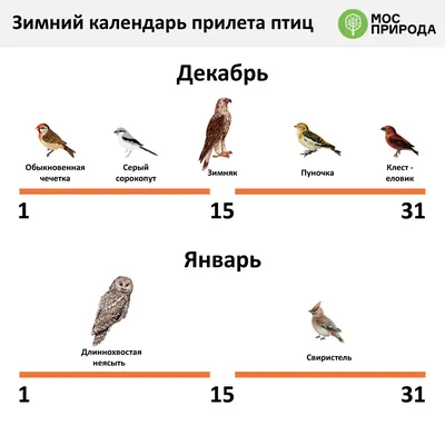 Добро пожаловать, северные друзья: какие пернатые гости прилетают в Москву  зимовать