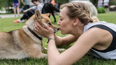 Какие породы собак должны ходить в наморднике по закону. Полезный список |  РБК Life