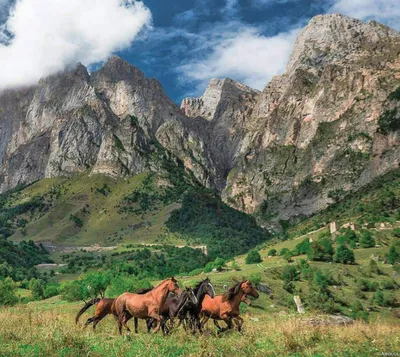 Красивые лошади на фото Шагди