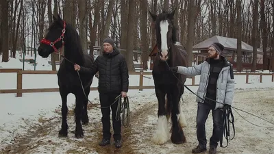 Фото лошадей породы Шайр: выберите размер