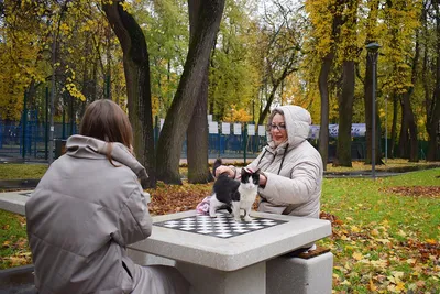 Новогодняя Чита: преображение Шахматного парка