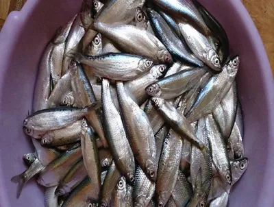 РЫБА ВЯЛЕНАЯ (СУХАЯ) ДОНСКАЯ🐟 (@donskoi_gostinets) • Instagram photos and  videos