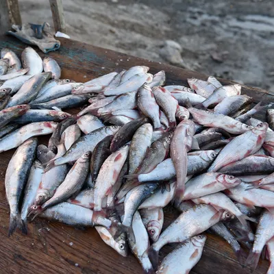 🐟ШАМАЙКА🐟 Шамая, сегодня — это прям-таки деликатес. 🥇Если судить по  пищевым и питательным свойствам, то рыба не уступает даже мясу животных,  хотя... | By myasohmeluz | Facebook