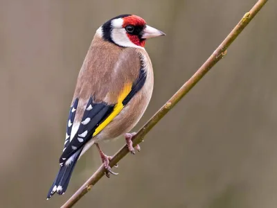 Голоса птиц Как поёт Щегол Carduelis carduelis - YouTube