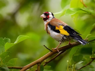 goldfinch - щегол | en.wikipedia.org/wiki/European_goldfinch… | Flickr