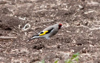 Щегол [группа carduelis] - eBird