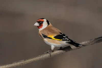 Голоса птиц. Щегол (Carduelis carduelis) - YouTube