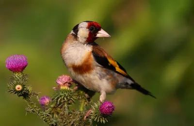 File:Черноголовый щегол (Обыкновенный щегол) - Carduelis carduelis -  European goldfinch - Кадънка - Stieglitz (25185035681).jpg - Wikimedia  Commons