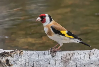 Фотогалерея - Птицы (Aves) - Обыкновенный щегол (Carduelis carduelis) -  Природа Республики Мордовия