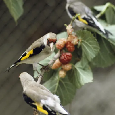 Черноголовый щегол (Carduelis carduelis). Птицы Европейской России.