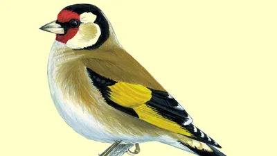 Щегол, или черноголовый щегол — Carduelis carduelis / Галерея / Птицы России