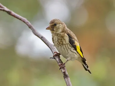 Голоса птиц Как поёт Щегол Carduelis carduelis - YouTube