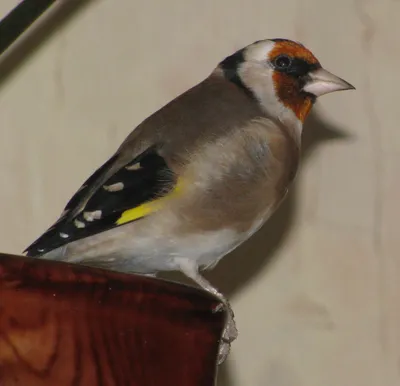 Щегол (Carduelis carduelis)