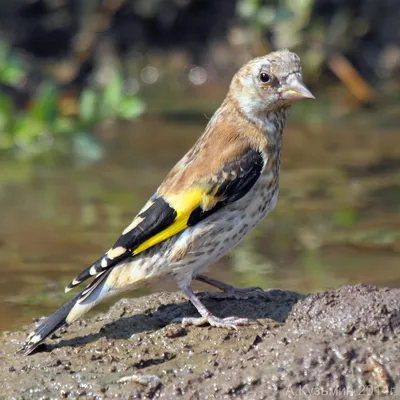 Щегол (Carduelis carduelis). Птицы Сибири.