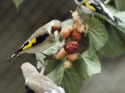 Щегол (Carduelis carduelis) — Зоопарк «Лимпопо» г. Нижний Новгород –  Нижегородский зоопарк