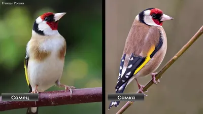 Черноголовый щегол (Carduelis carduelis)