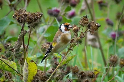 Goldfinch life - Birds of Russia - Movie 50 (Carduelis carduelis) - YouTube