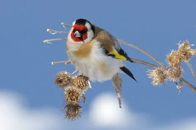 Щегол Птица Животное Carduelis - Бесплатное фото на Pixabay - Pixabay