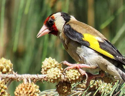 Европейский щегол щегла Goldfinch. Птица рано утром на стебли растений и  ест семена Стоковое Фото - изображение насчитывающей биографической,  одичало: 193226964