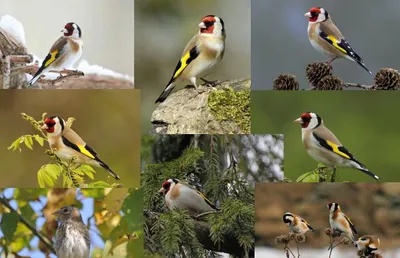 Щегол (Carduelis carduelis). Птицы Сибири.