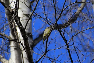 Щегол седоголовый (Carduelis caniceps) - YouTube