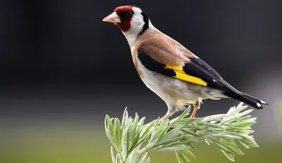 Черноголовый щегол (Carduelis carduelis). Птицы Европейской России.