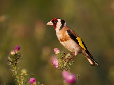 Щегол [группа carduelis] - eBird